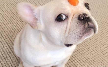 狗狗疫苗要隔多久打一次