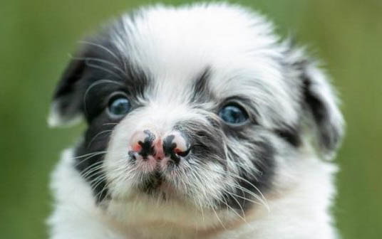 一個多月的幼犬可以洗澡嗎