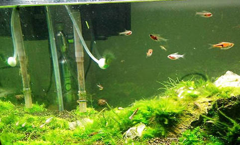 魚缸里面水發綠有什么辦法可以解決?