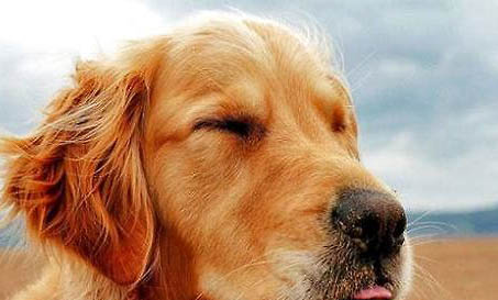 金毛犬多久能長大