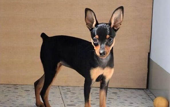 吉娃娃得犬瘟能活多久