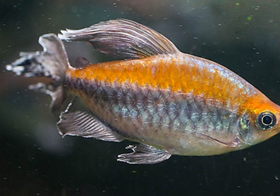 冬天釣魚如何打窩