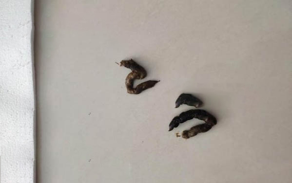 小狗崽15天還沒睜眼睛怎么辦