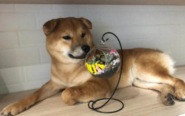 給柴犬取名的注意事項