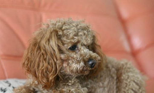貴賓犬懷孕多久會生？