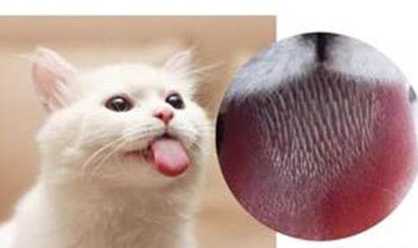 一個多月的貓咪可以洗澡嗎