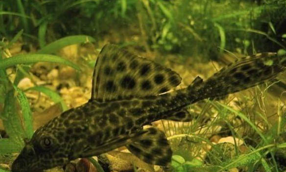 清道夫是什么魚？