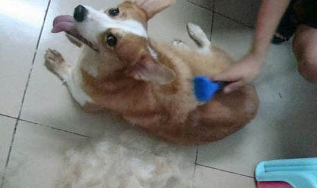 東德狗狗怎么看純不純