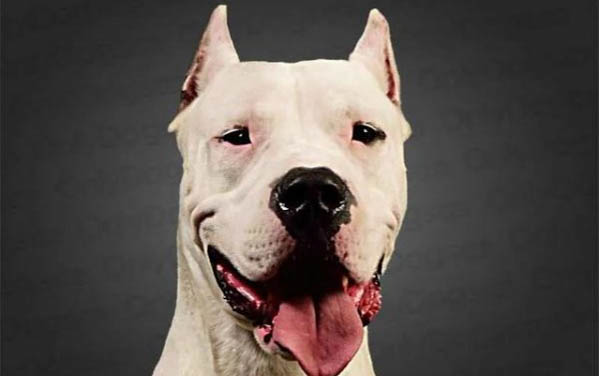 杜高和比特犬哪個(gè)厲害