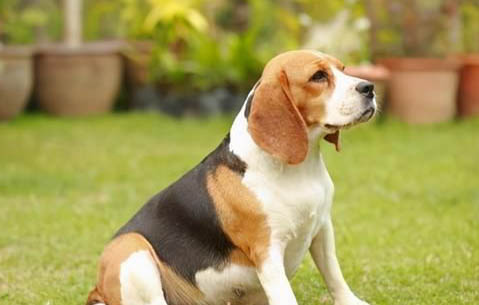 適合陪伴孩子的小型犬