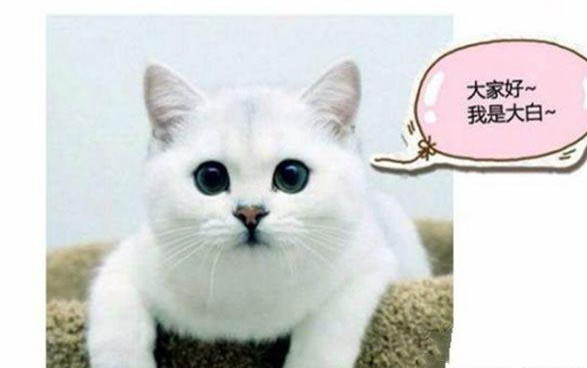 小貓可以洗澡嗎