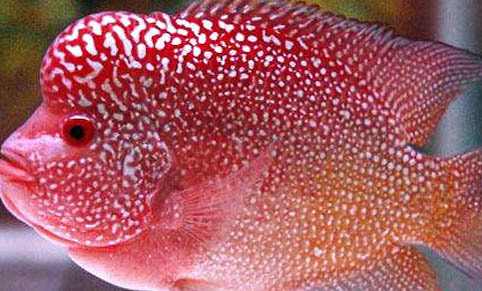 羅漢魚不起頭的原因及處理方法