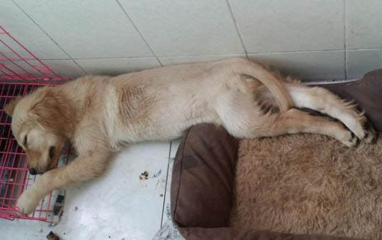 金毛幼犬可以吃面包嗎