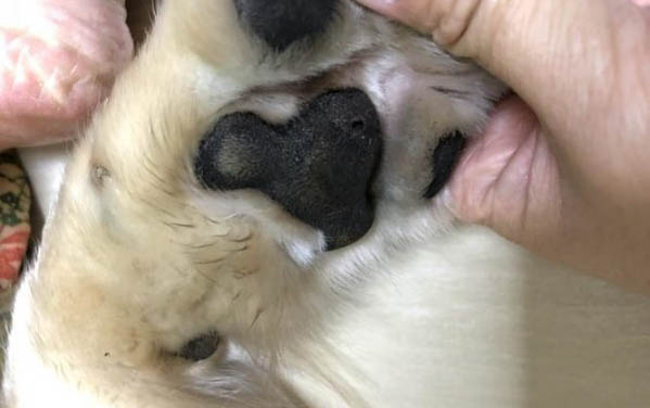 狗狗犬瘟抽搐幾天會死