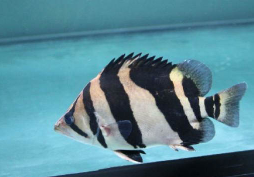 印尼虎魚混養