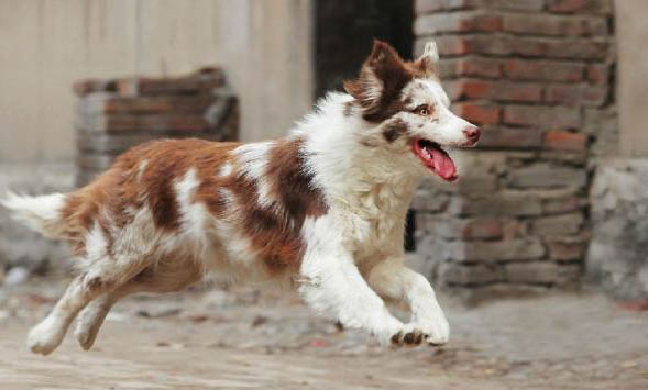 中型寵物犬有哪些品種