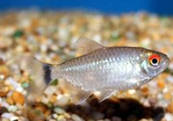 蝴蝶熱帶魚怎么樣