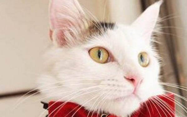 一個月的小貓咪可以吃西瓜嗎