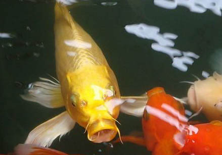 錦鯉和金魚能混養嗎