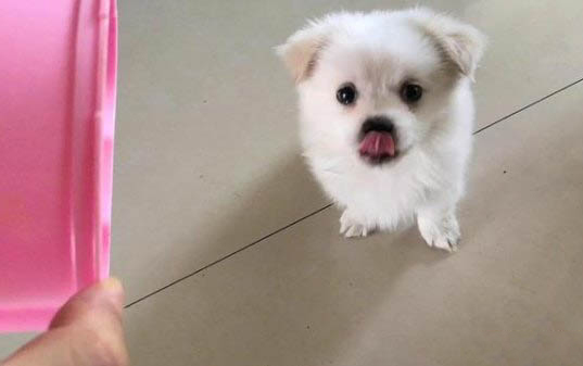 狗身上有蜱蟲是什么樣的