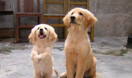 金毛70斤成犬—天吃多少狗糧？