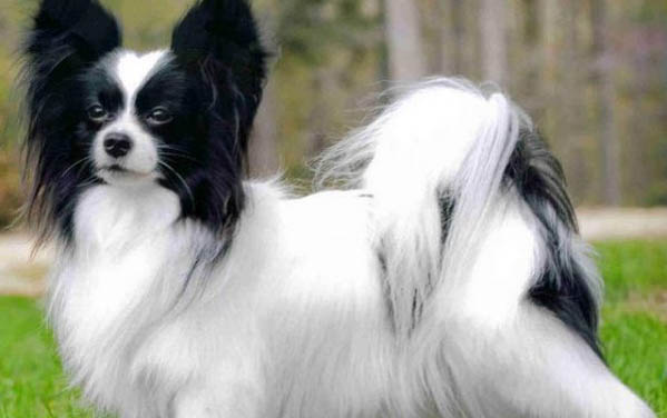 小狗狂犬病潛伏期多久