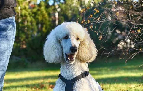 什么顏色的貴賓犬最貴