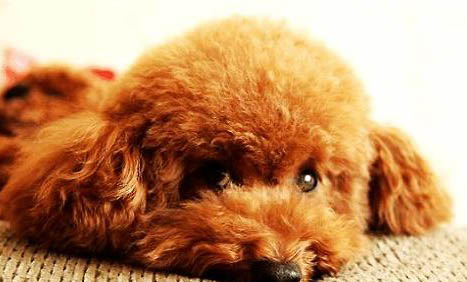 泰迪犬和比熊犬哪個好養