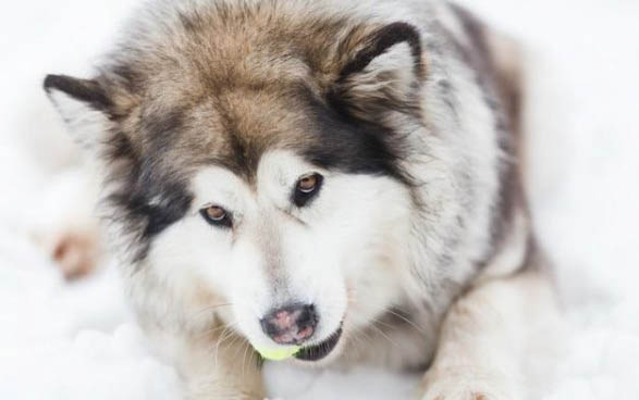 薩摩耶多久能吃成犬糧啊