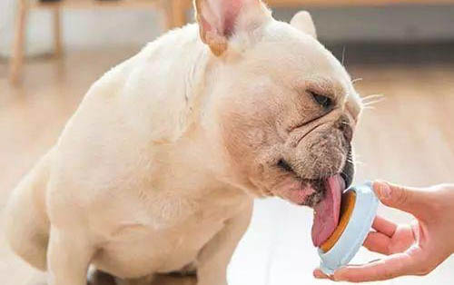 小狗打過犬瘟疫苗還會得細小嗎?