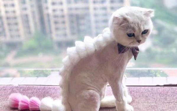 貓咪拉黃色的稀便便怎么辦?