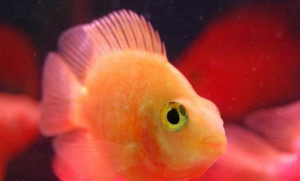 養魚需要注意哪些事項