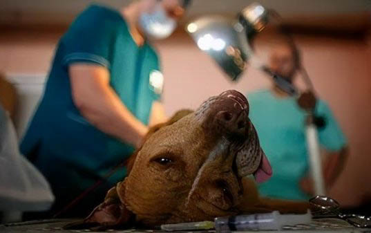 犬瘟都有哪些癥狀