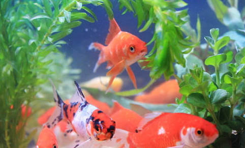 金魚變色原因分析
