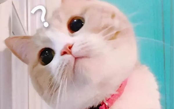 小貓鼻子干燥是正常的嘛怎么辦