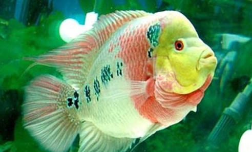 羅漢魚魚苗多久能長大？