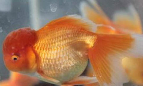 虎魚(yú)蒙眼癥的詳情介紹