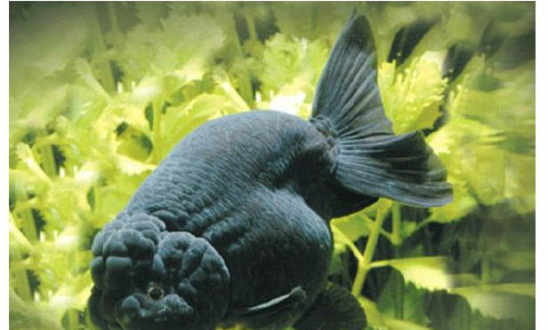 澳洲小彩虹魚好養(yǎng)嗎