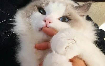 貓咪發燒的癥狀都有哪些