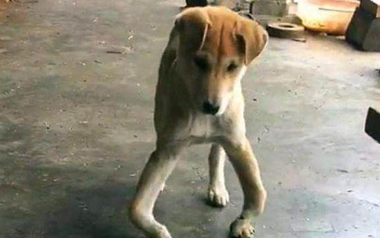 小狗腦積水能活下來嗎