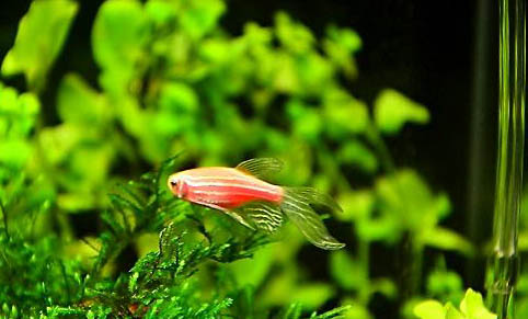 斑馬魚的養殖方法?