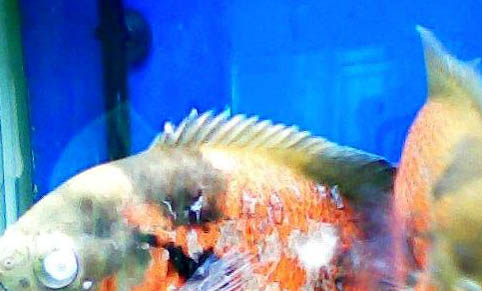 地圖魚水溫多少度合適