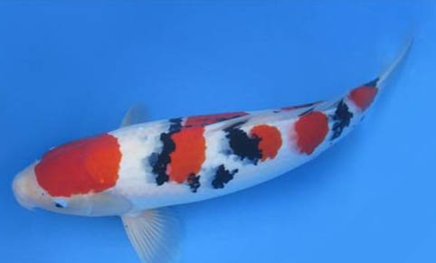 冷水觀賞魚有哪些品種?