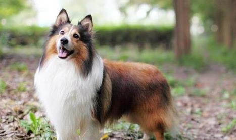 冰島牧羊犬是干什么的