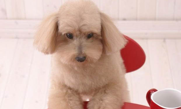 狗狗犬瘟臨死前的征兆