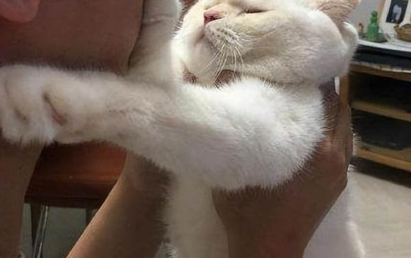 貓咪睡覺時抽搐是怎么回事