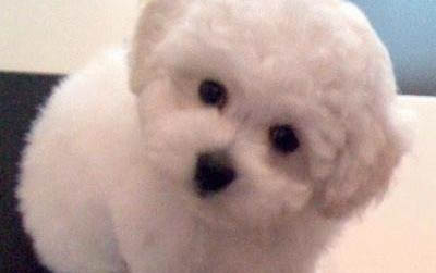 比熊得了犬瘟撐多久