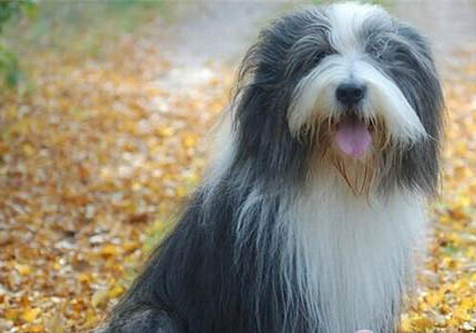 冰島牧羊犬機靈嗎