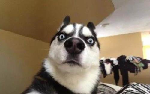 母狗狗的生殖生理及注意事項