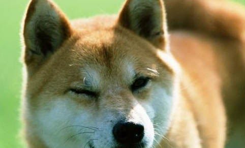 南寧哪里有賣(mài)柴犬